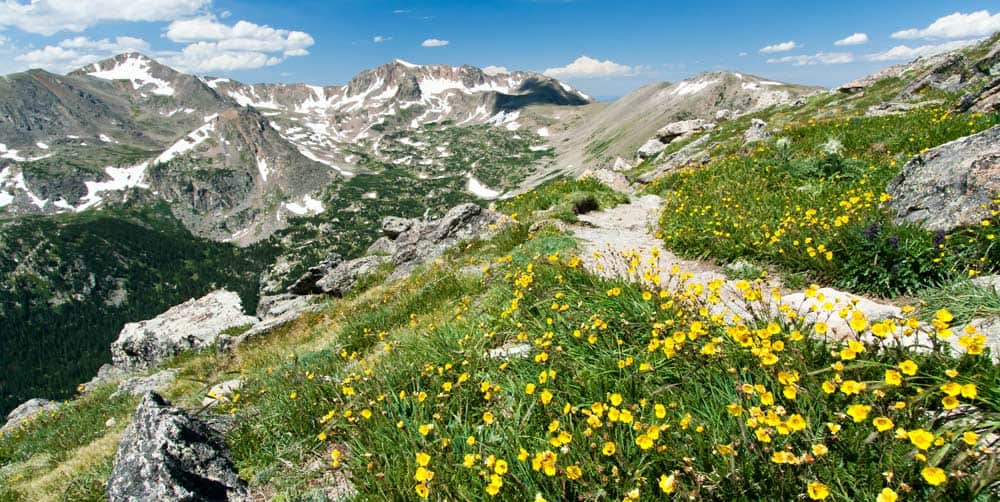 Colorado Mountain Trail Wildflowers