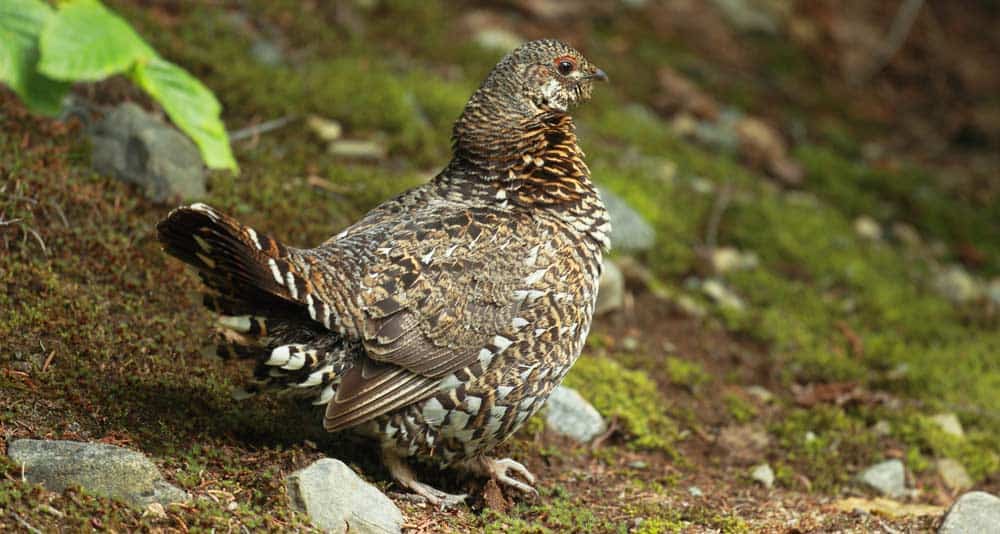 Gunnison Sage-grouse Festival