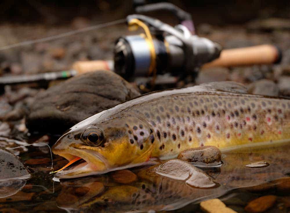 Rocky Mountain National Park Fishing